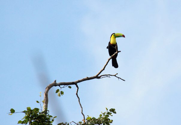 Ave llamada tucán posada sobre una rama larga sin hojas, con un cielo azul claro.