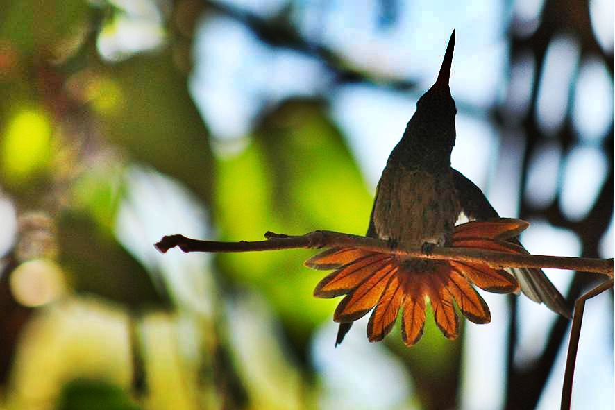 Colibrí en la Escuela Ambiental del Cesar