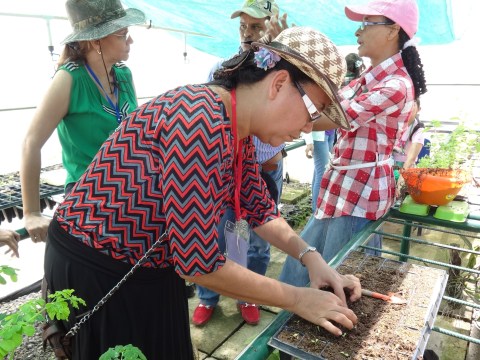 Semilleros orgánicos