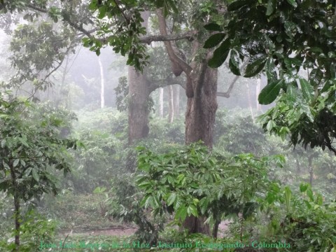 Lluvia en el bosque