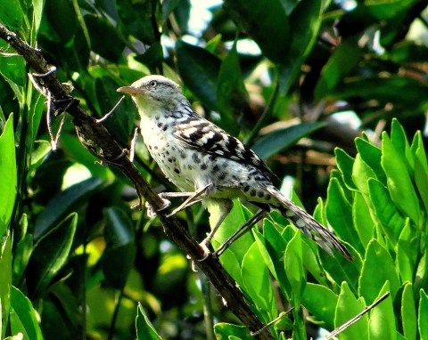 Pájaro cucarachero habado posado en una rama entre hojas.