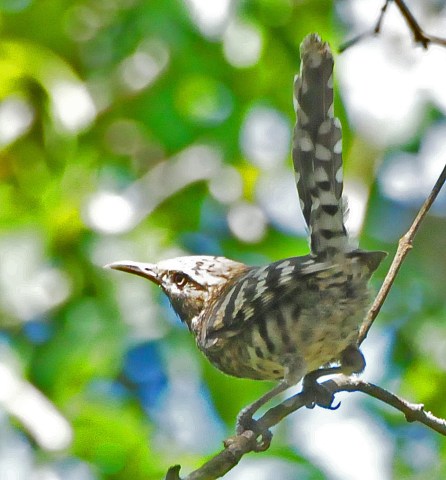 Pájaro cucarachero habado.