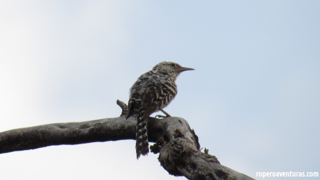 Pájaro cucarachero sobre una rama sin hojas y cielo radiante.