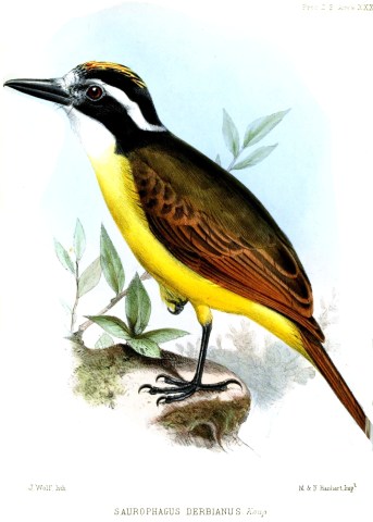 Ilustración antigua del pájaro bichofué, año 1850.