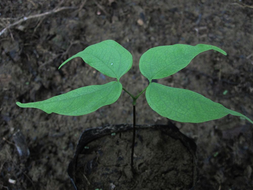 Fundación Los Tananeos lanza campaña de apadrinamiento de&nbsp;árboles