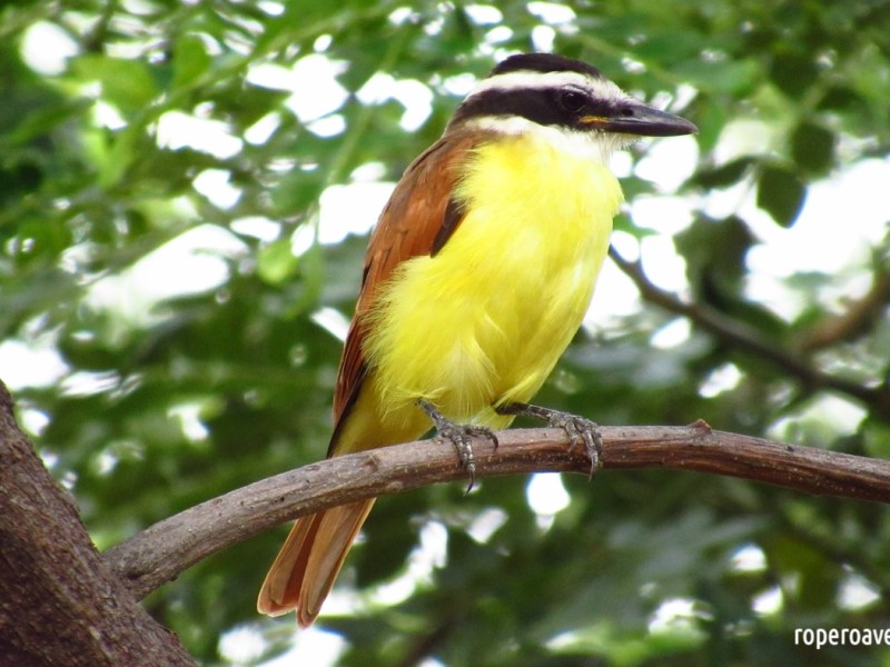 Pajareando: aves comunes de Valledupar y Colombia, parte&nbsp;I
