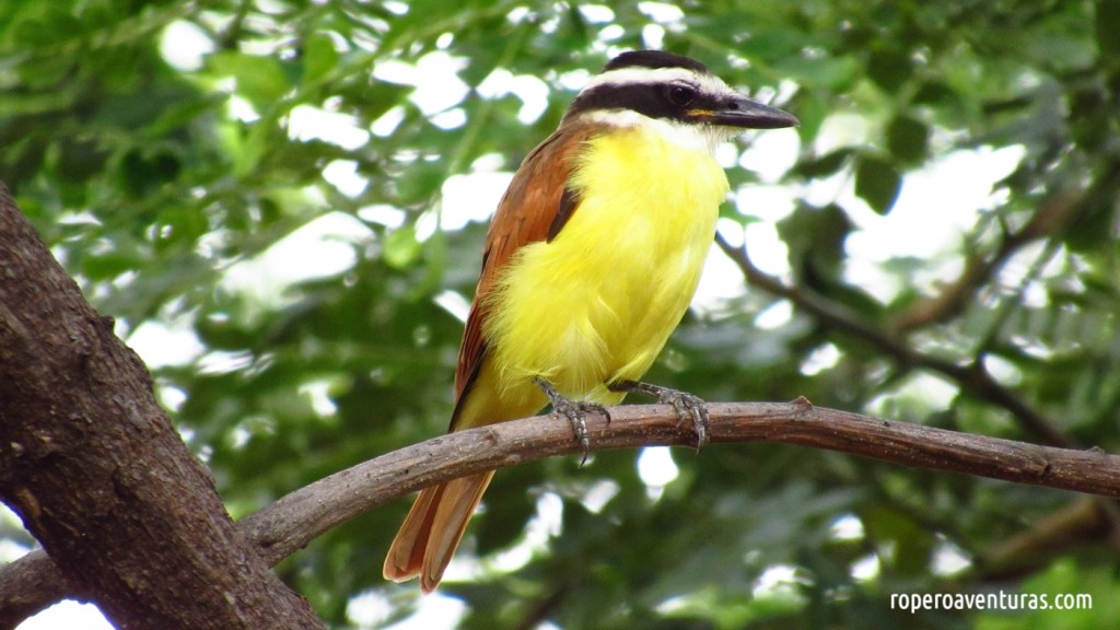Pájaro bichofué, de pecho amarillo, sobre una rama delgada con hojas al fondo.