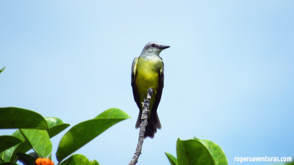 Atrapamoscas sirirí posado sobre una rama con hojas y cielo azul.