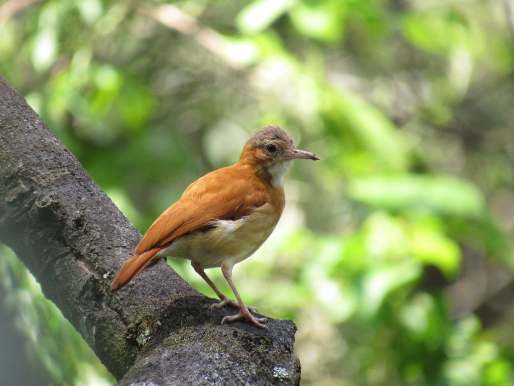 Pájaro albañil caribeño posado sobre una rama gruesa en el bosque.
