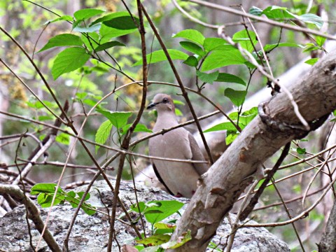 Paloma posada entre la hojarasca del bosque