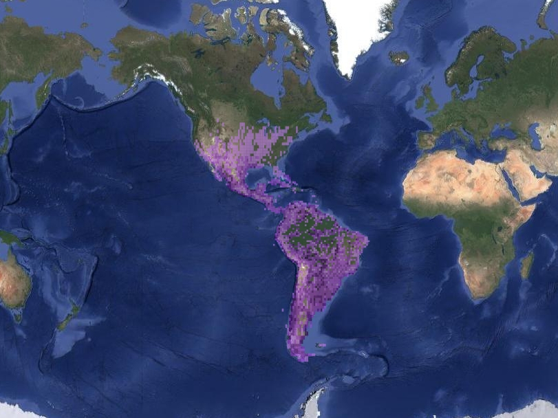 Mapa de distribución del ave acuática llamada cormorán.