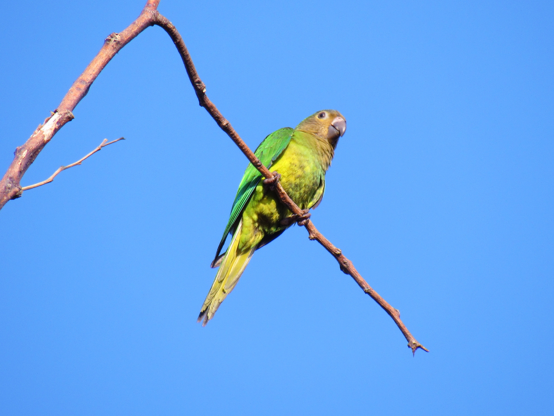 Cotorra verde posada sobre una rama seca con cielo azul al fondo.
