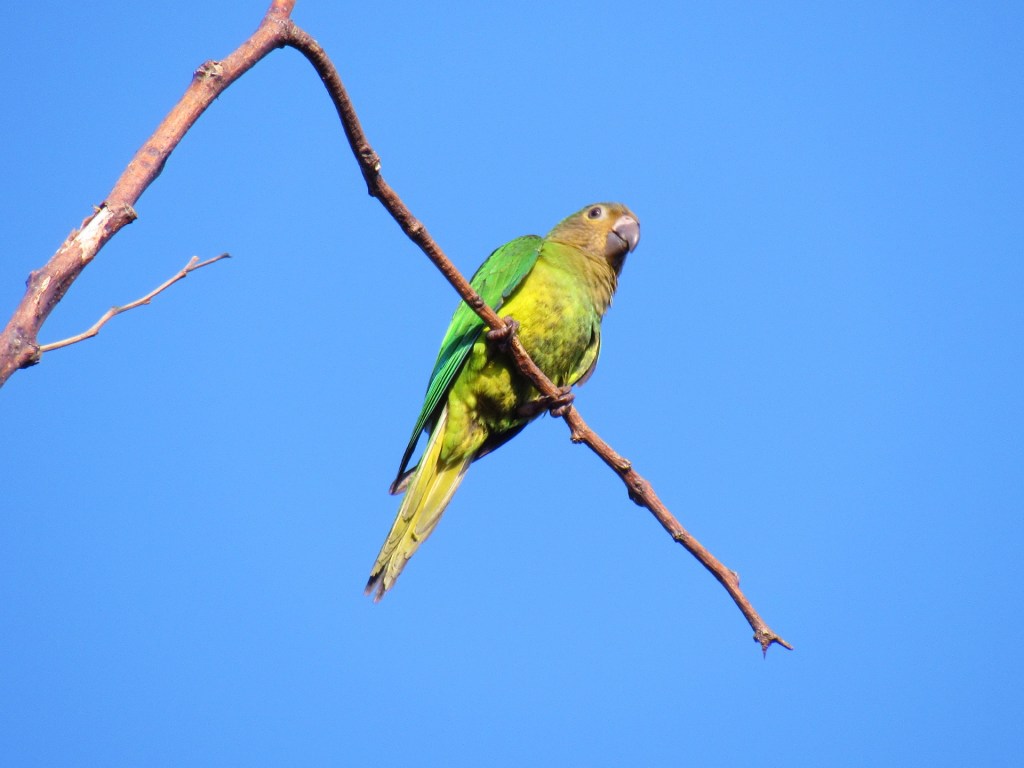Cotorra verde posada sobre una rama seca con cielo azul al fondo.