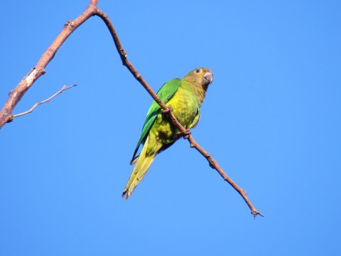 Cotorra verde posada sobre una rama seca con cielo azul al fondo.