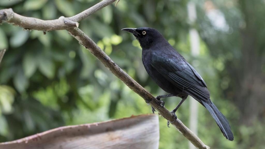 Pájaro negro llamado mariamulata posado sobre una rama delgada con un fondo de hojas desenfocadas.