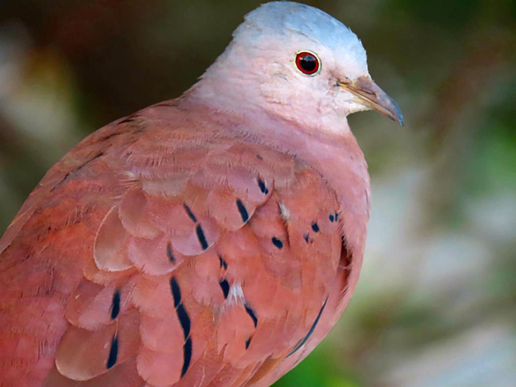 Primer plano de una tortolita muestra su rostro de perfil manto y parte superior de las alas.