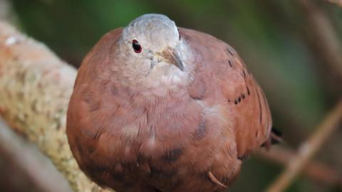 Primer plano de una tortolita muestra su rostro, pecho y costado.