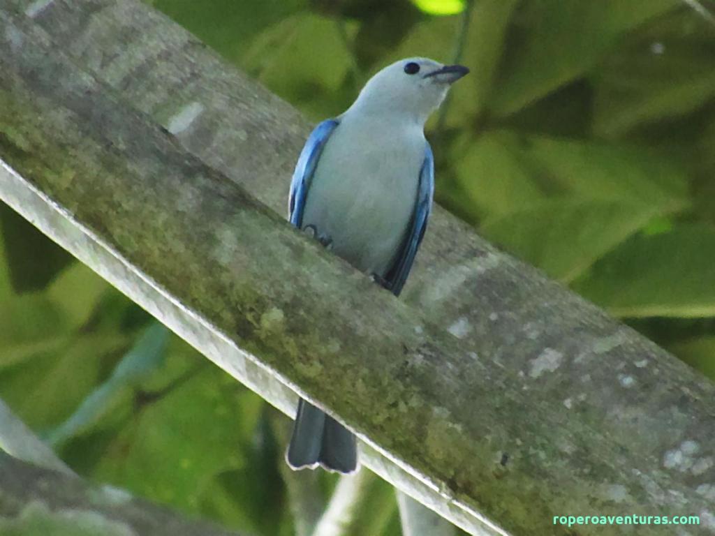 Pájaro azulejo posado sobre una rama gruesa, parcialmente oculto.