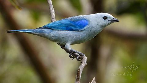 Pájaro azulejo posado sobre una rama con estilo de acuarela