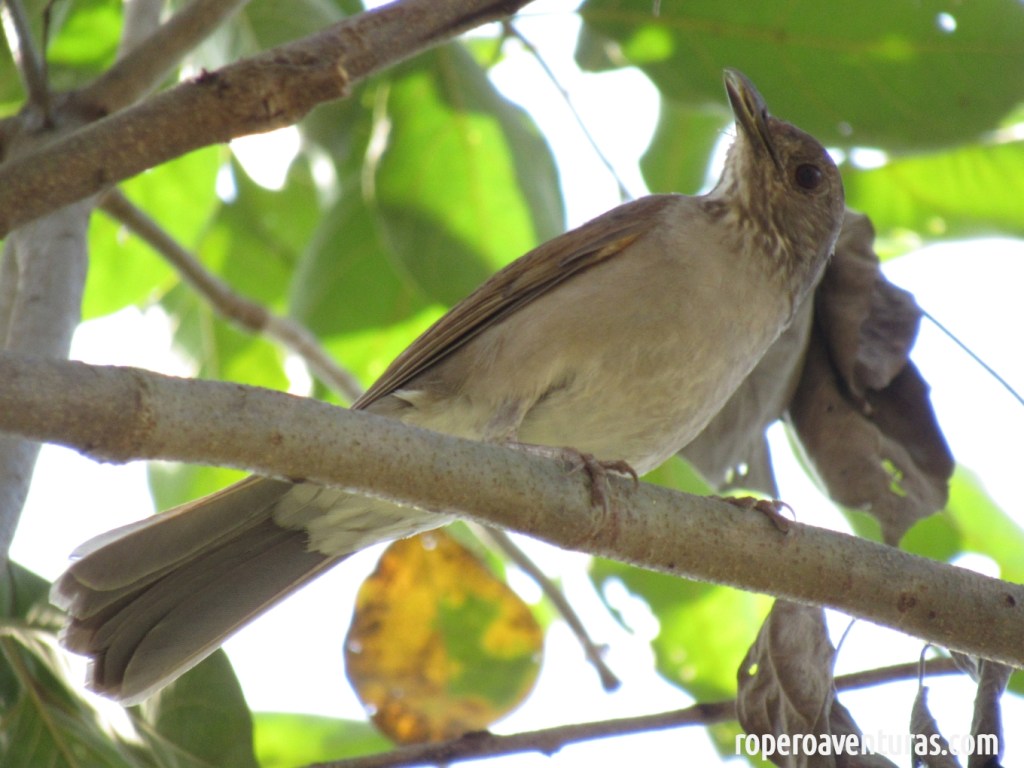 Pájaro mirla posada sobre una rama con hojas de fondo.
