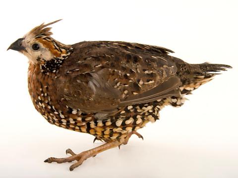 Hembra del colín o perdiz en retoque digital artístico.