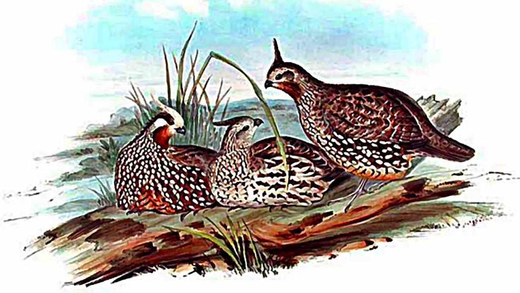 Ilustración del Ave colín o perdiz, por el biólogo John Gould.