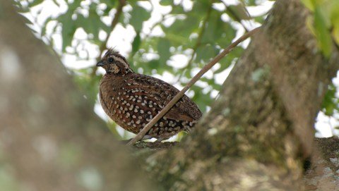 Ave perdiz o colín, entre el follaje de un árbol.