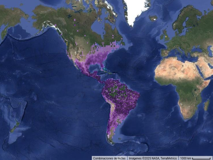 Mapa de distribución del buitre negro en el continente americano.