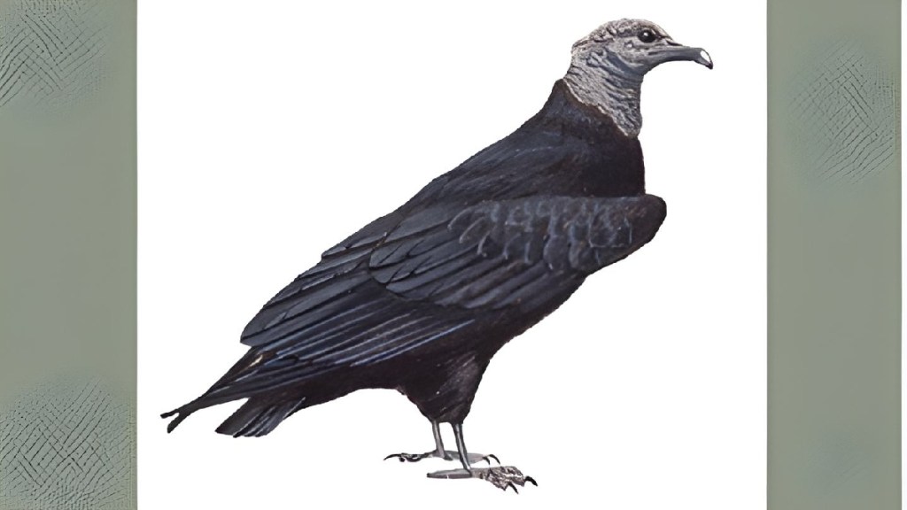 Acuarela del buitre o gallinazo, por Miles McMullan.