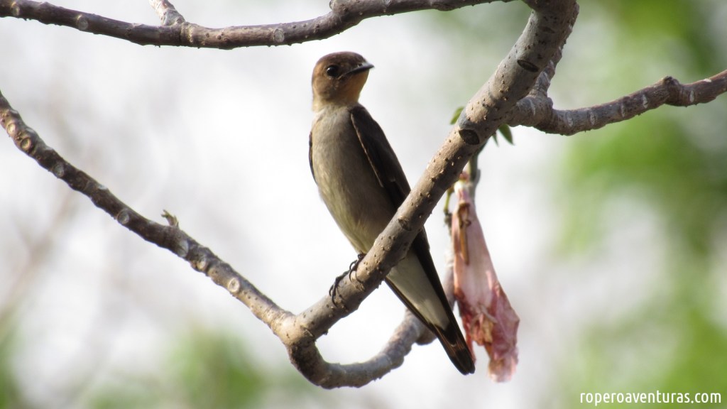Golondrina barranquera posada sobre una rama sin hojas, con una flor marchita detrás.