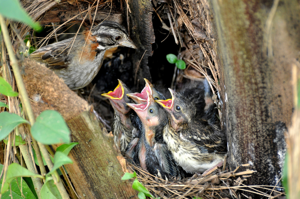 Nido de copetón parasitado por Molothrus bonariensis.