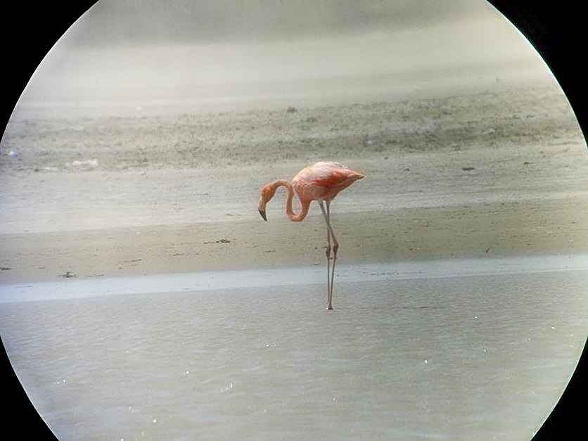 Flamenco rosado (Phoenicopterus ruber). SFF Los Flamencos - Foto: Juan Pablo López (cortesía).