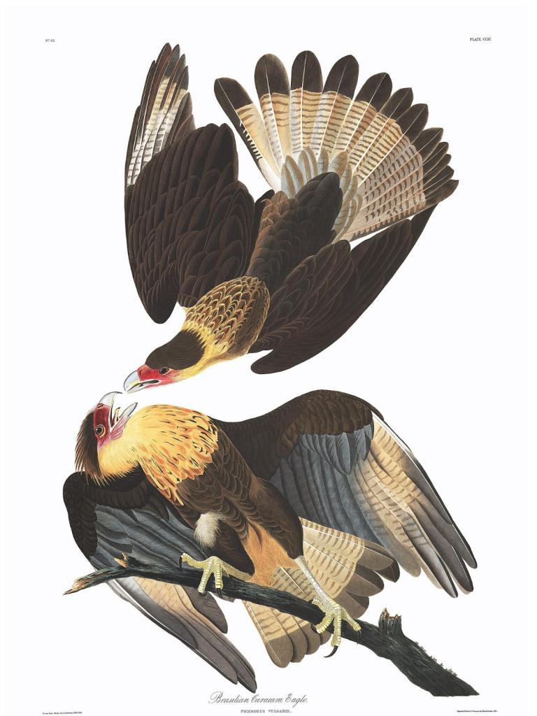 Ilustración de una pareja de aves rapaces caracaras tocándose el pico.
