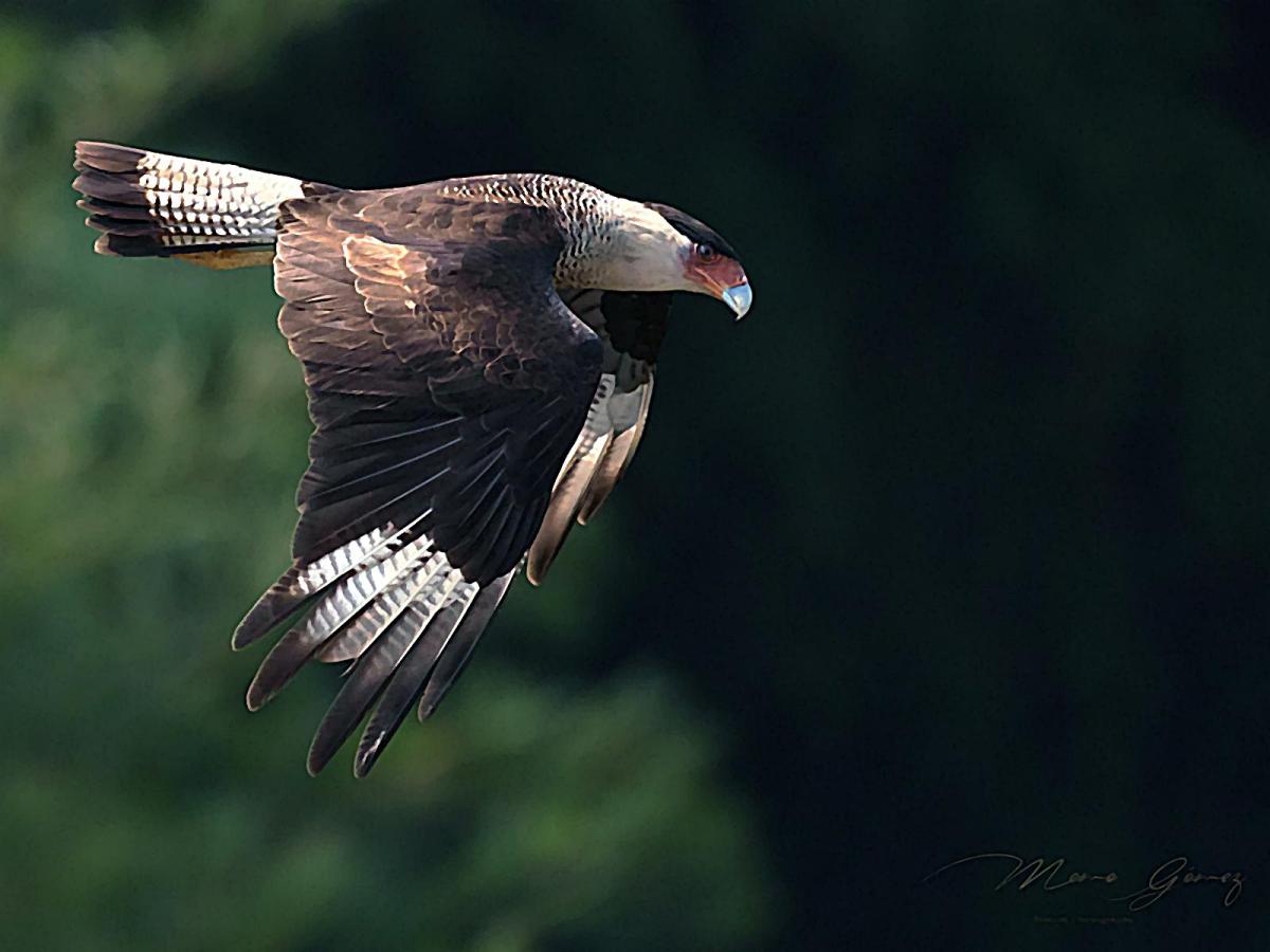 Carrancho o guaraguaco (Caracara plancus – Crested&nbsp;Caracara)