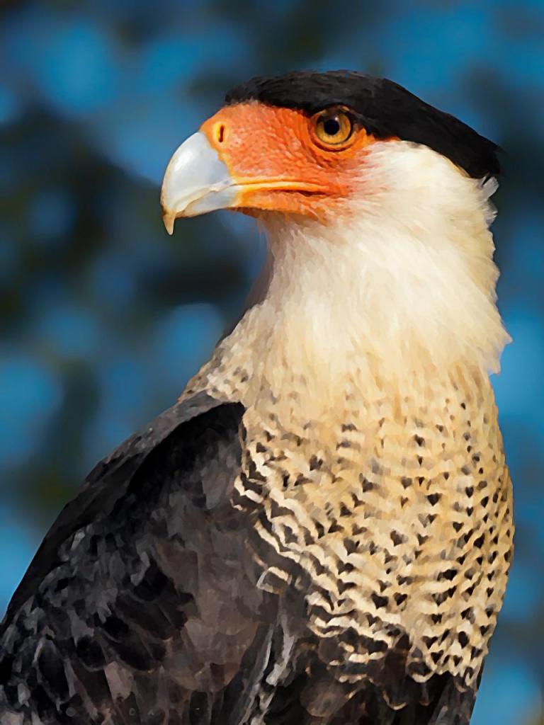 Primer plano del halcón caracara, foto de cabeza y pecho.