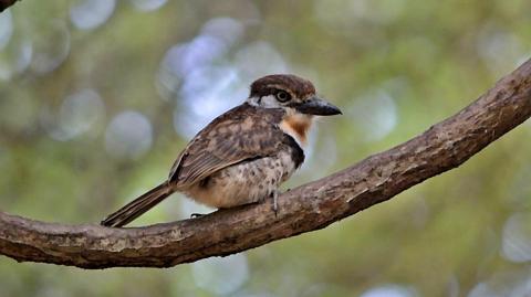 Pájaro bobito visto de lado posado sobre una rama gruesa con estilo de acuarela.