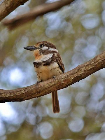 Pájaro bobito posado sobre una rama gruesa con estilo de acuarela.