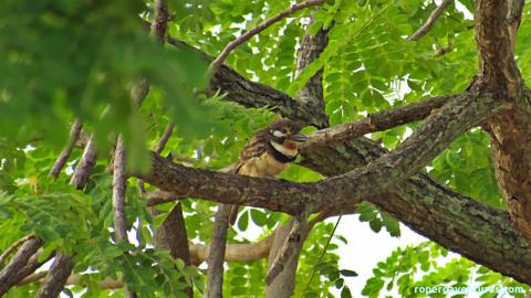Pájaro bobito posado entre ramas y follaje.