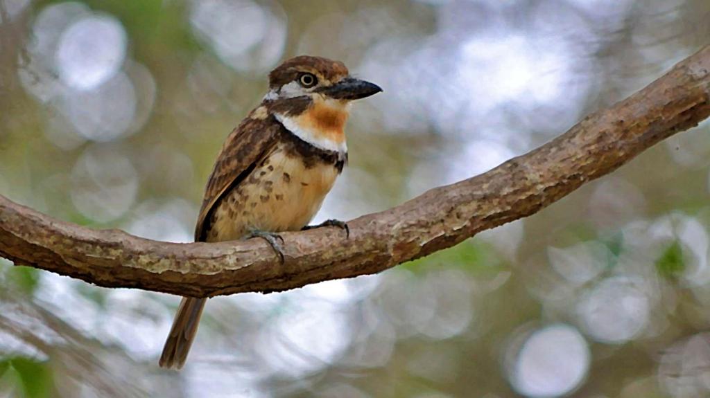 Pájaro bobito visto de frente, posado sobre una rama gruesa con estilo de acuarela.