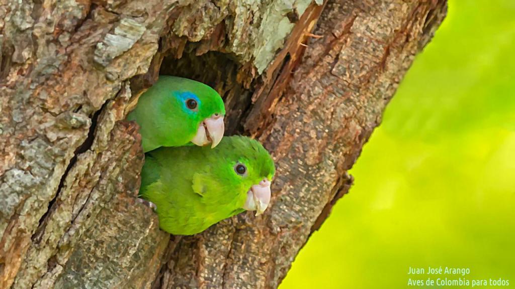 Pareja de periquito de anteojos asomándose por la entrada de su nido.