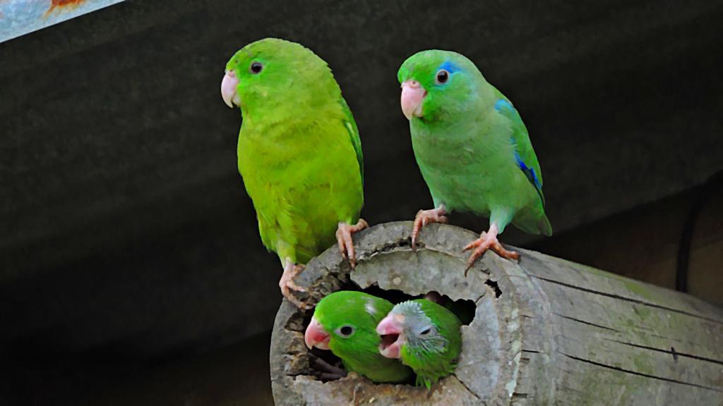 Grupo familiar de periquitos verdes y azules sobre un tallo de bambú utilizado como nido.