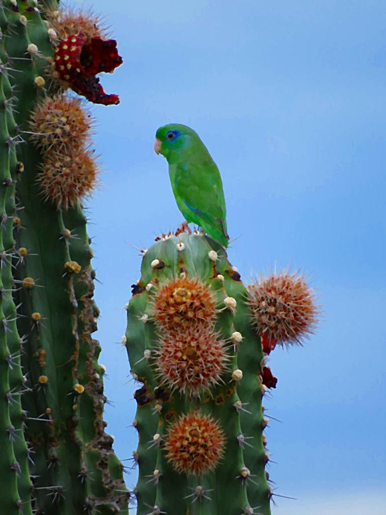Periquito de anteojos verde y azul, sobre un cactus florecido.
