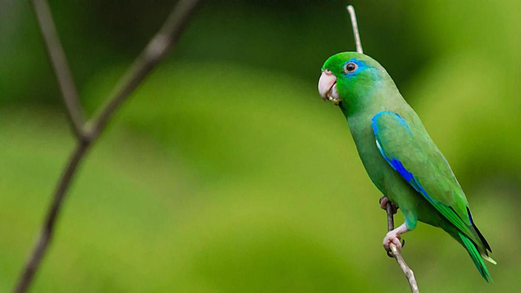 Periquito verde y azul posado sobre una rama delgada con un segundo plano difuminado.
