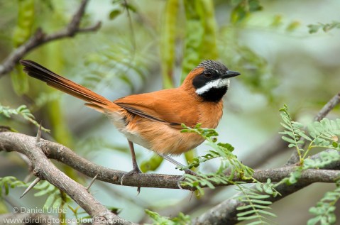 Chamicero bigotudo en un arbusto de Vachellia tortuosa.