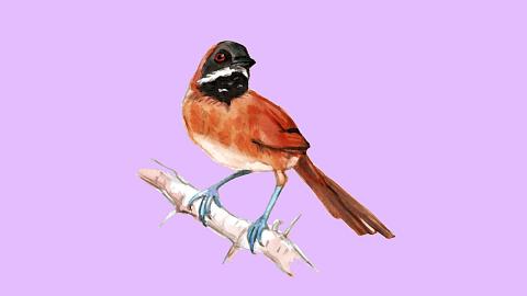 Acuarela del pájaro chamicero bigotudo.