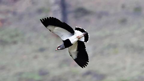 Avefría o pellar sobrevolando con una montaña al fondo.
