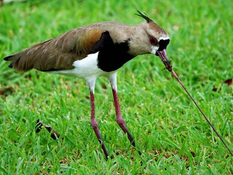 Avefría o pellar arrancando una lombriz del césped.