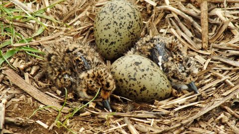 Huevos de avefría y polluelos en su nido.