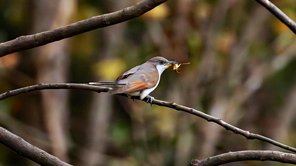 Pájaro cuco de pico amarillo entre ramas sin hojas y baja iluminación natural.