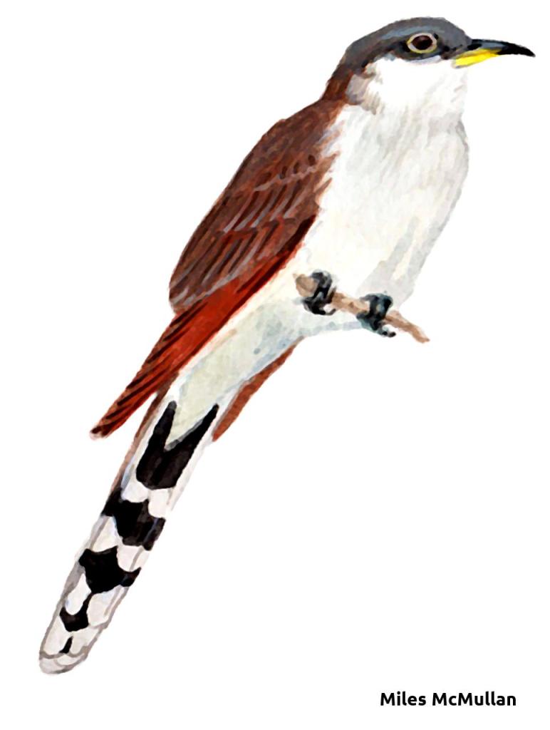 Acuarela del pájaro cuclillo sobre un fondo blanco, por el pintor Miles McMullan.